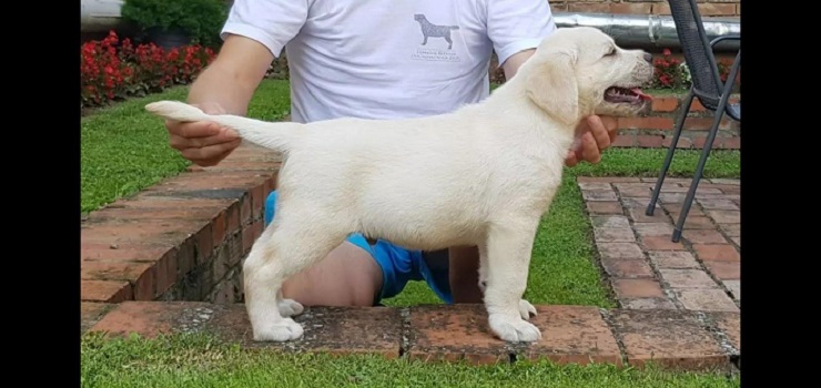 LABRADOR stenci