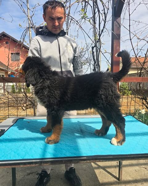 Bernski planinski pas štenci