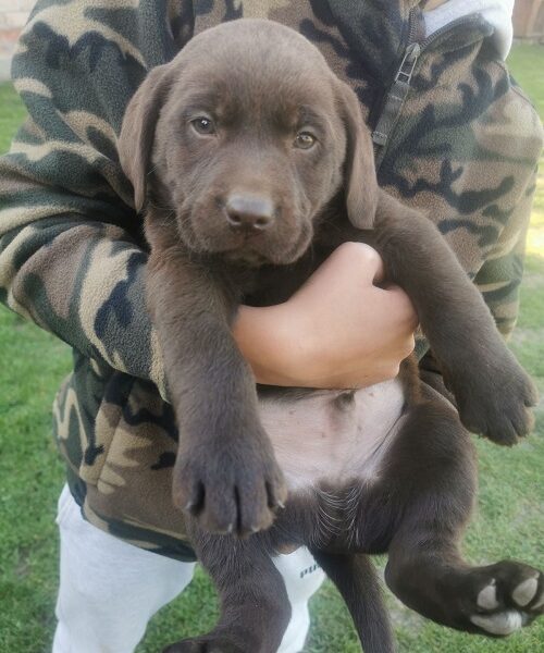 Čokoladni labrador