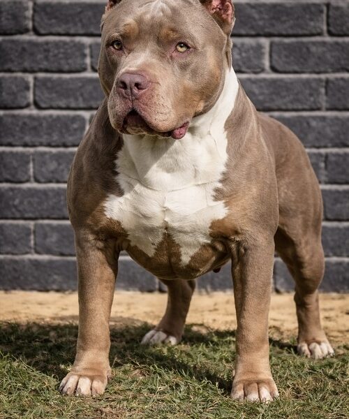 American bully XL / XXL