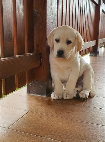 LABRADOR stenci