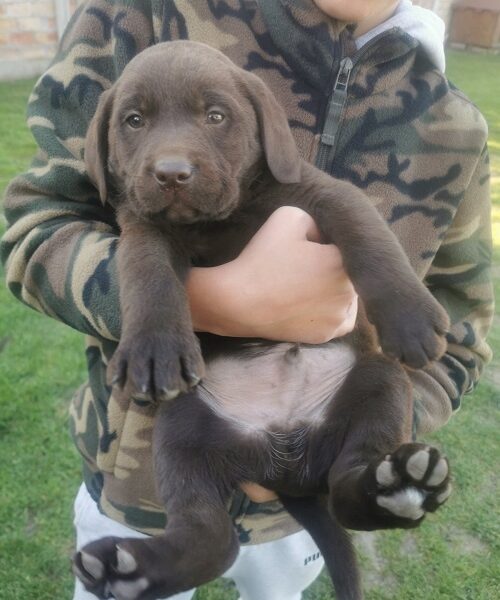 Čokoladni labrador