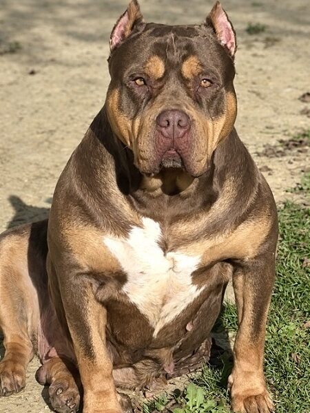 American bully XL / XXL