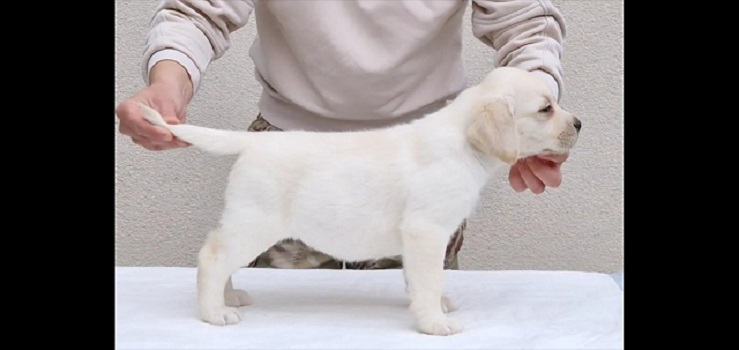 LABRADOR stenci