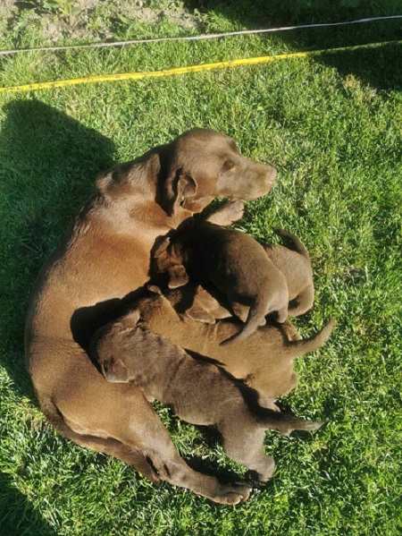 Čokoladni labrador