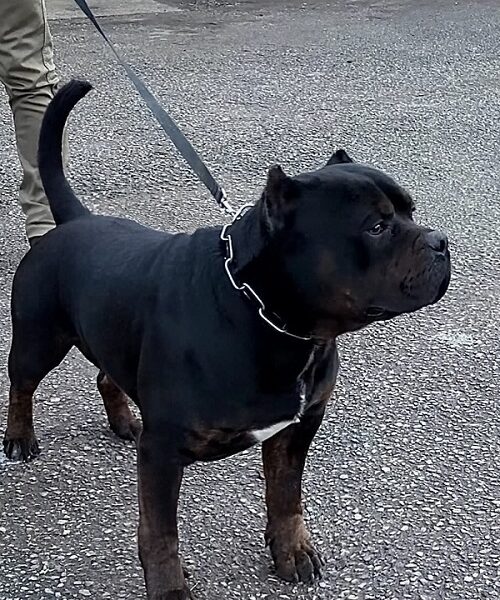 American bully XL / XXL