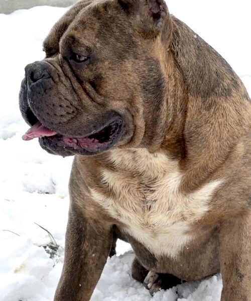 American bully XL / XXL