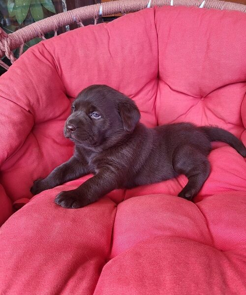 Braon Labrador štenci