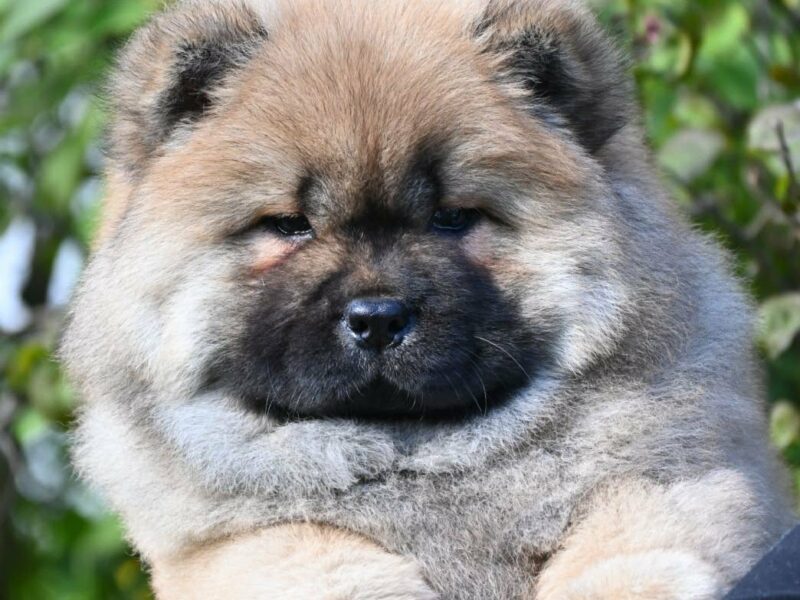 Chow Chow Cau Cau Čau Čau
