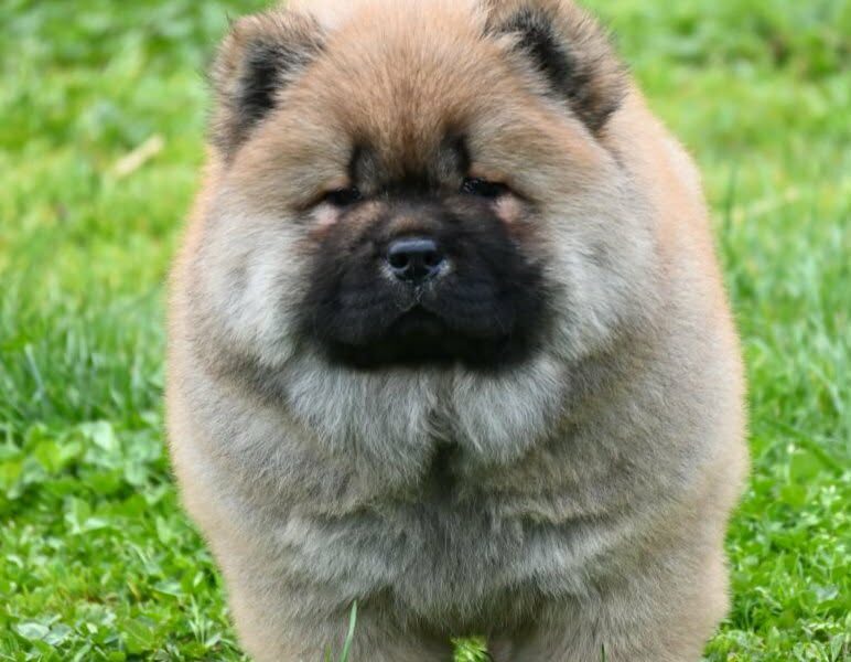 Chow Chow Cau Cau Čau Čau