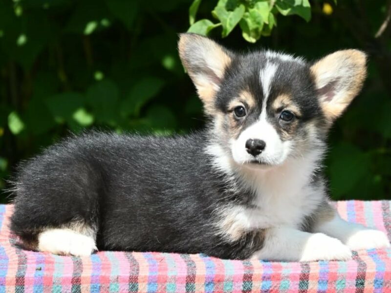 Velski korgi/Welsh Corgi Pembroke štenci