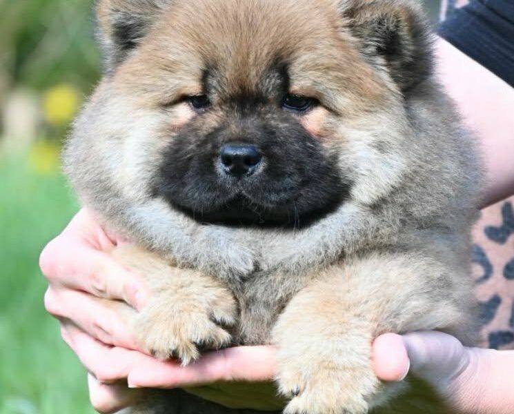 Chow Chow Čau Čau štenci