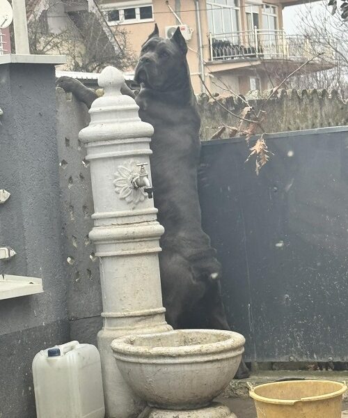 Crni Cane Corso štenci - rezervacije u toku