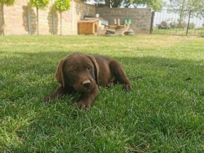 Čokoladni labrador