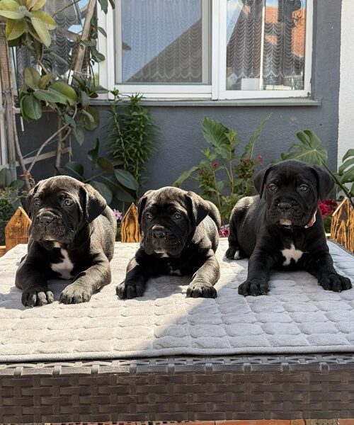 Crni Cane Corso štenci - rezervacije u toku