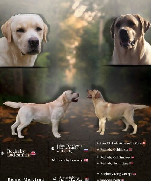 Stenci LABRADOR retrivera