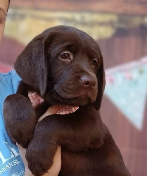 LABRADOR retriver, čokoladni štenci
