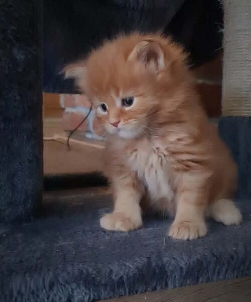 Maine Coon mačići