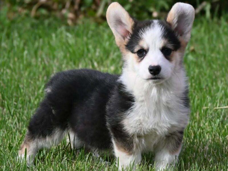 Velski korgi/Welsh Corgi Pembroke