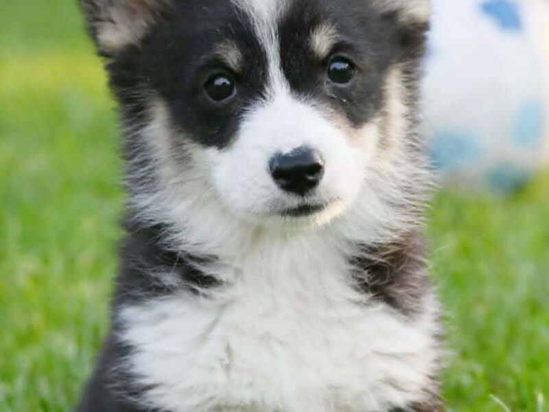 Velški korgi/Welsh Corgi Pembroke