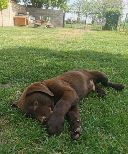 Čokoladni labrador