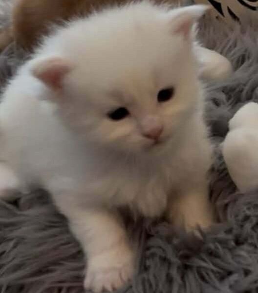 Maine Coon mačići