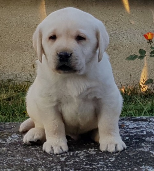 Stenci LABRADOR retrivera