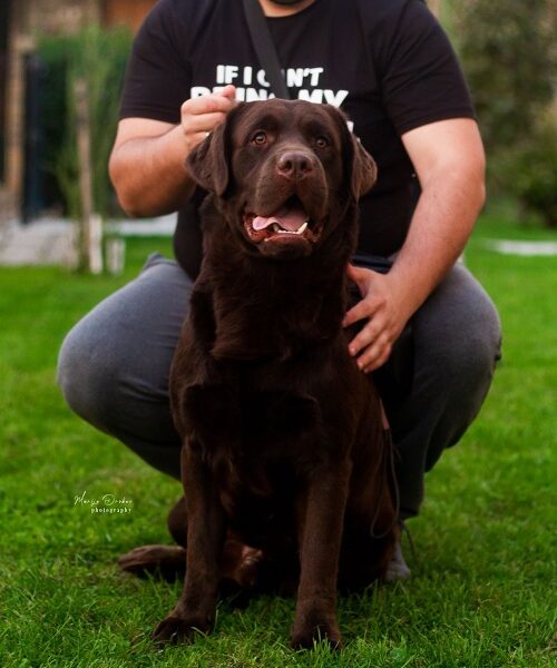 LABRADOR retriver, čokoladni štenci