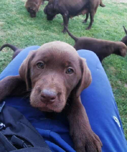 Čokoladni labrador