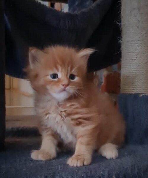Maine Coon mačići