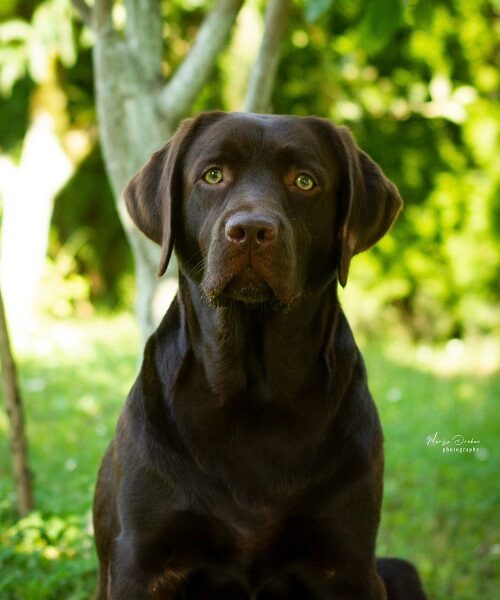 LABRADOR retriver, čokoladni štenci