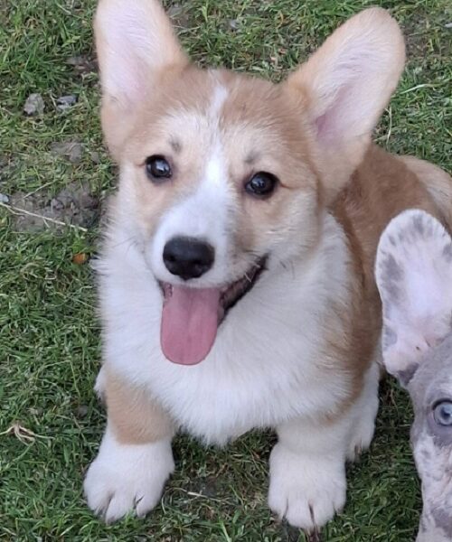 Korgi Welsh Pembroke