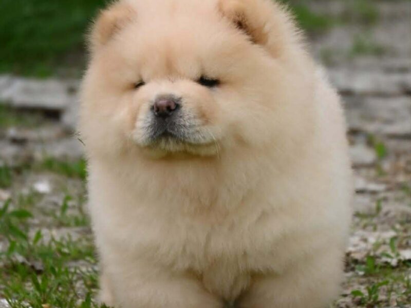 Chow Chow Čau Čau štenci
