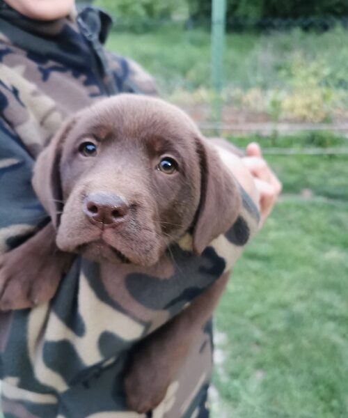 Čokoladni labrador