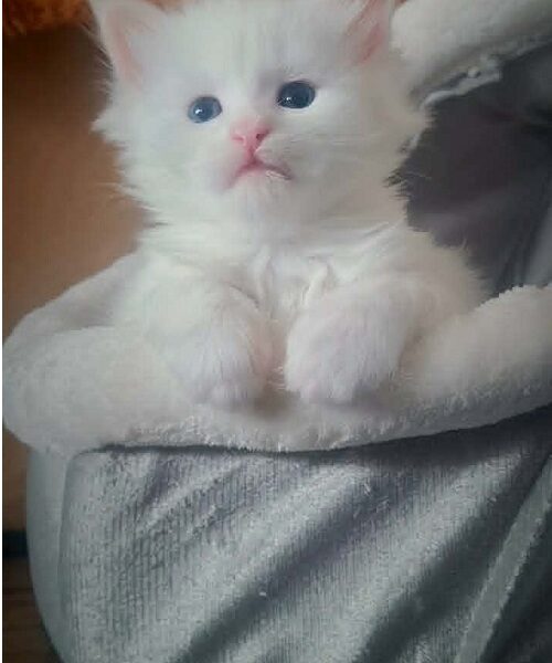 Maine Coon mačići