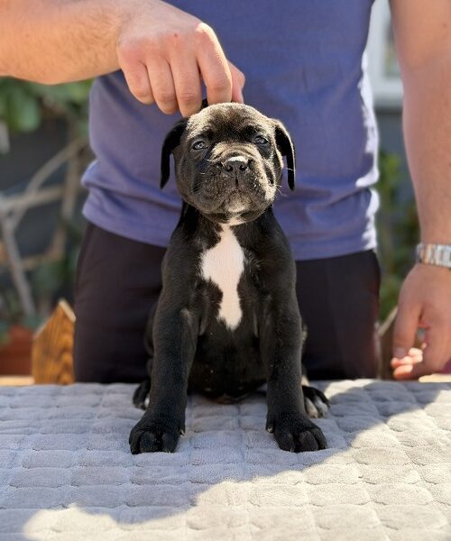 Crni Cane Corso štenci - rezervacije u toku