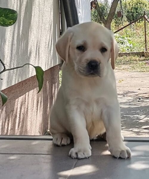Stenci LABRADOR retrivera