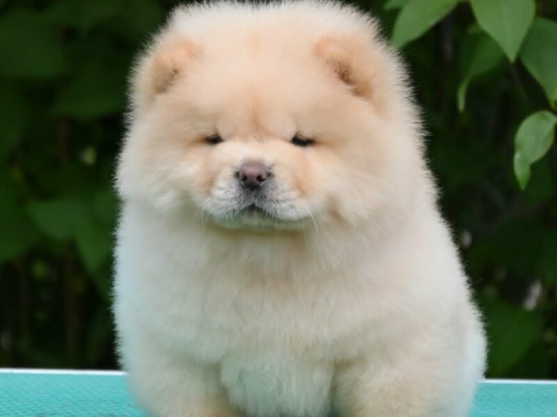 Chow Chow Čau Čau štenci