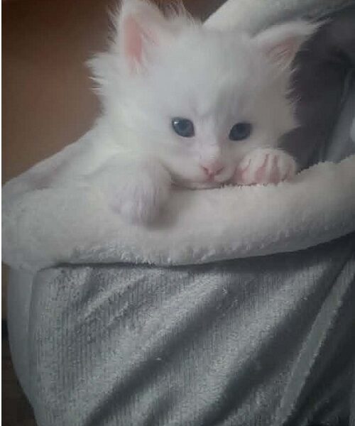 Maine Coon mačići