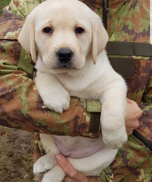 Stenci LABRADOR retrivera