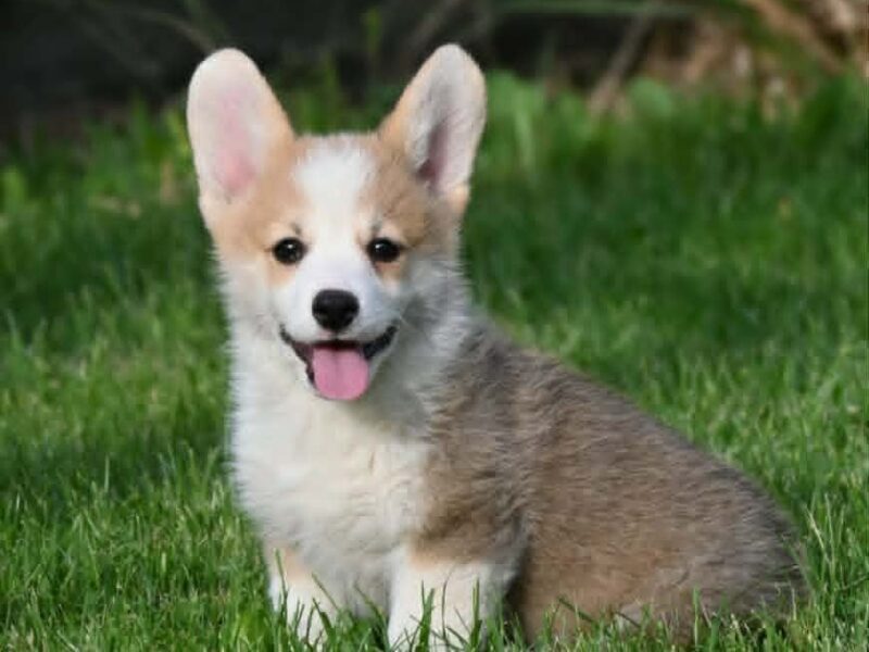 Velški korgi/Welsh Corgi Pembroke