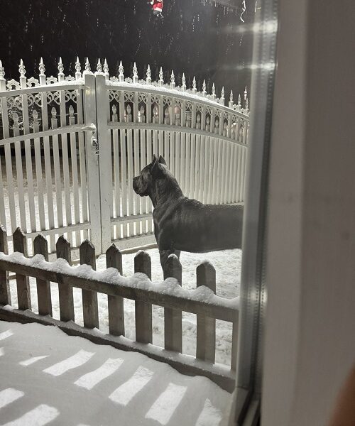 Crni Cane Corso štenci - rezervacije u toku
