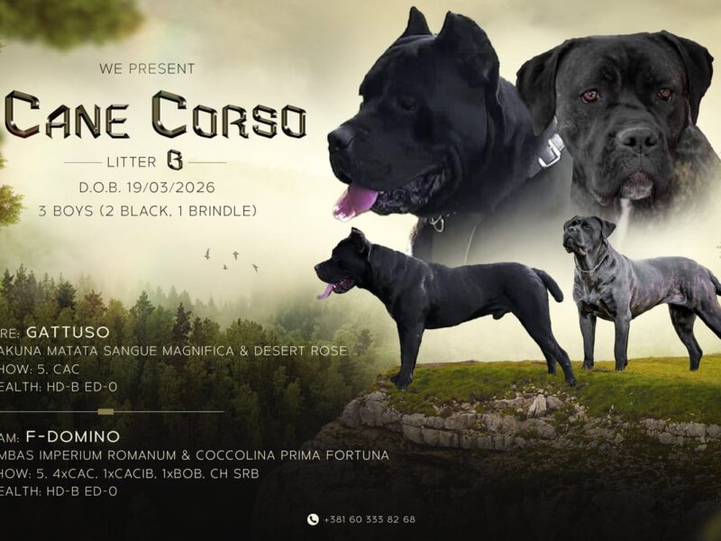 Kane Korso prelepi štenci