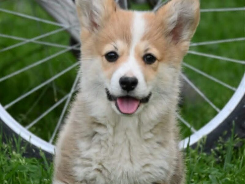 Velški korgi/Welsh Corgi Pembroke