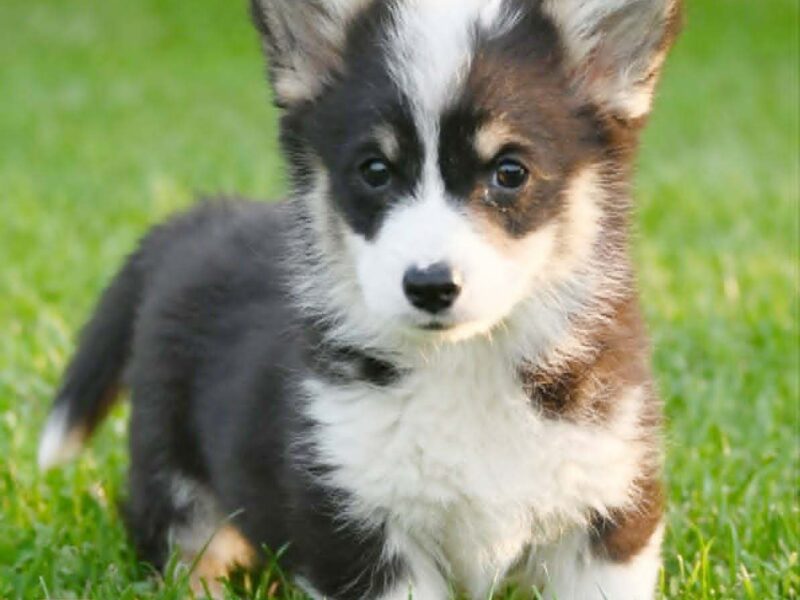 Velški korgi/Welsh Corgi Pembroke