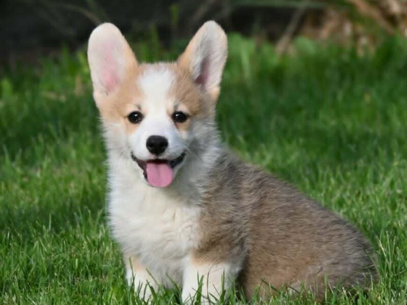 Velski korgi/Welsh Corgi Pembroke