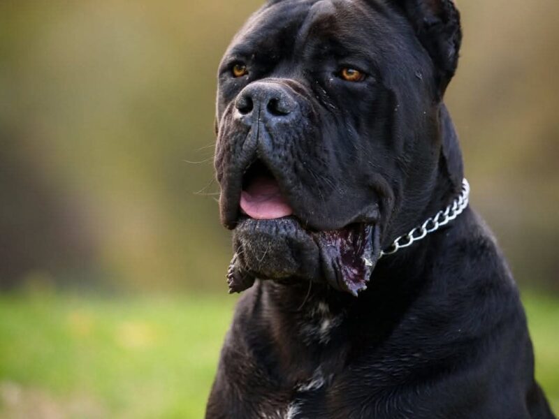 Cane Corso mužjak na prodaju