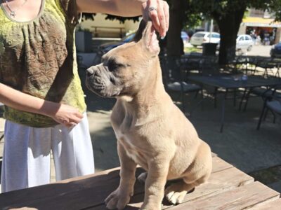 Cane Corso Kane Korso prelepi formentino štenci