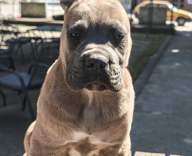 Cane Corso Kane Korso prelepi formentino štenci