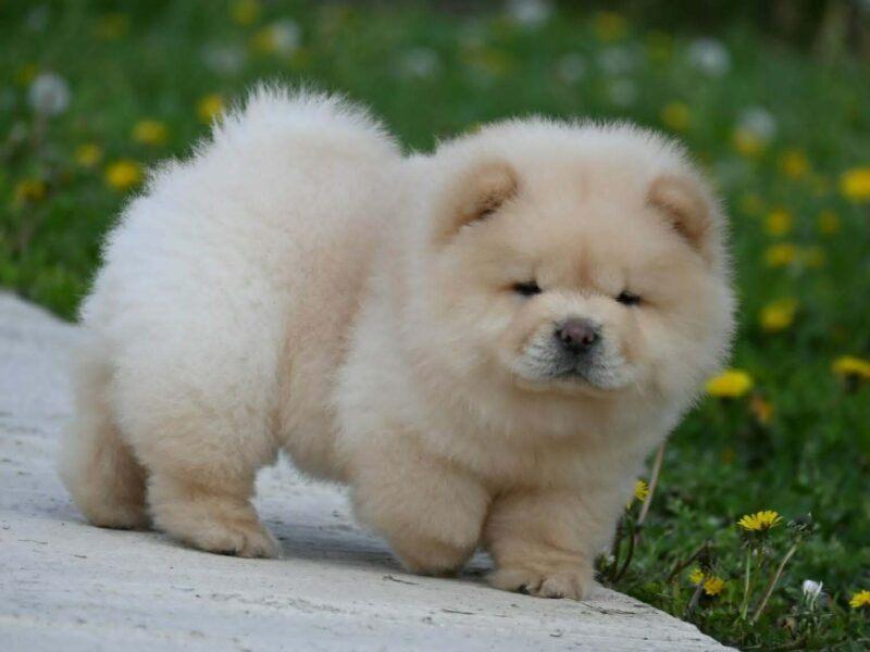 Chow Chow Čau Čau štenci